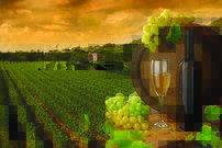 Tapeta Víno - JN 0043