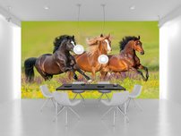 fototapeta beziace kone interier 1