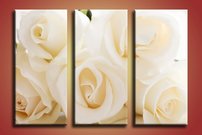 Biele ruže- KV 0015