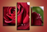 Červená ruža - KV 0020
