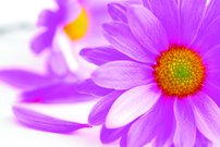 Tapeta Ružový kvet - KV 0028