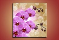 Orchidea - KV 0038
