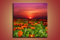 Lúčne margarétky - KV 0047