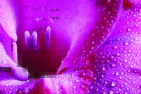 Tapeta Ružový kvet - KV 0056