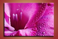 obraz na stenu ruzovy kvet KV 1