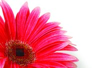 Tapeta Červený kvet - KV 0059