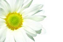 Tapeta Margarétka - KV 0063