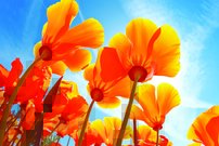 Tapeta Oranžové kvety - KV 0066