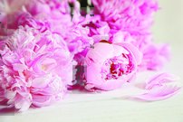 Tapeta Ružové kvety - KV 0069