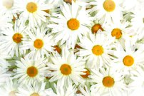 Tapeta Margarétky - KV 0071