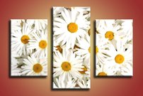 Margarétky - KV 0071