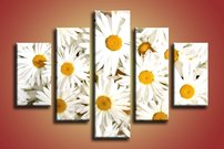 Margarétky - KV 0071