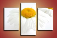 Margarétka - KV 0072