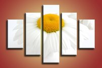 Margarétka - KV 0072