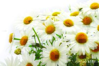 Tapeta Margarétky - KV 0073