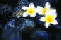 Tapeta Biele kvietky- KV 0077