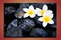 Biele kvietky- KV 0077