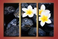 Biele kvietky- KV 0077