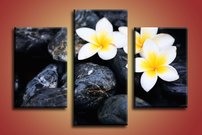 Biele kvietky- KV 0077