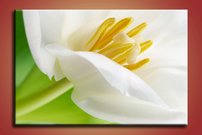 obraz na stenu biely kvet KV 1