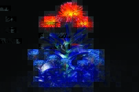 Tapeta Oranžové kvety - KV 0081