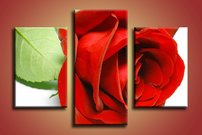 Červená ruža - KV 0084