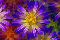 Tapeta Fialový kvet - KV 0091