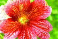 Tapeta Oranžový kvietok - KV 0097