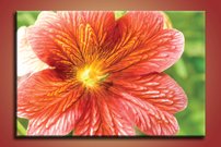 obrazok na stenu oranzovy kvietok KV 1