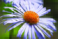 Tapeta Sedmokráska - KV 0102