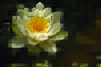 Tapeta Lekno biele - KV 0108