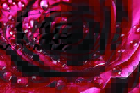 Tapeta Červená ruža-KV 0110 - červená ruža