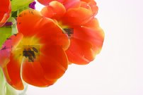 Tapeta Kvetiny - KV 0113