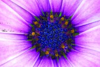 Tapeta Kvet - KV 0119