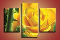 Žltá ruža - KV 0120