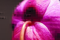 Tapeta Ružový kvet - KV 0122