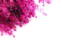 Tapeta Kvetinky - KV 0123