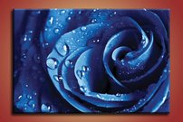 Modrá ruža - KV 0124