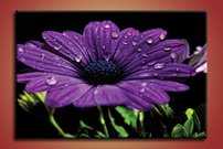 obraz na stenu fialovy kvet KV 1