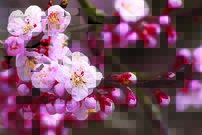 Tapeta Ružové kvety - KV 0126