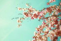 Tapeta Kvitnúci strom - KV 0130