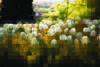 Tapeta Tulipány - KV 0132