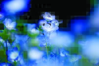 Tapeta Modré kvety - KV 0133