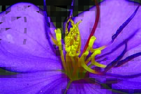 Tapeta Purpurový kvet - KV 0134