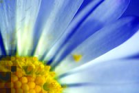 Tapeta Sedmokráska - KV 0136