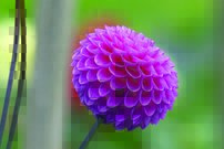 Tapeta Ružový kvet - KV 0138