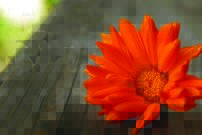 Tapeta Oranžový kvietok - KV 0139