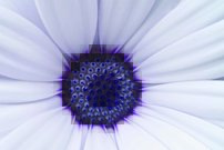 Tapeta Kvet - KV 0142