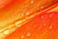 Tapeta Lupene - KV 0143