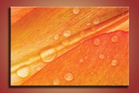 obraz na stenu lupene KV 1